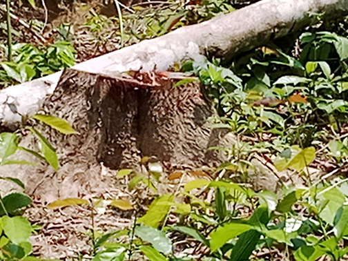 রিজার্ভ ফরেষ্টের কোটি টাকার গাছ বিক্রির অভিযোগ